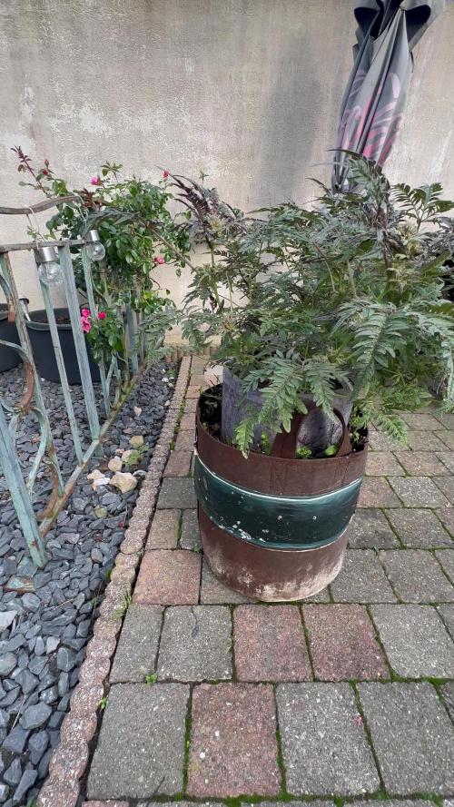 Crazy strain for outdoor | Top quality | Living soil