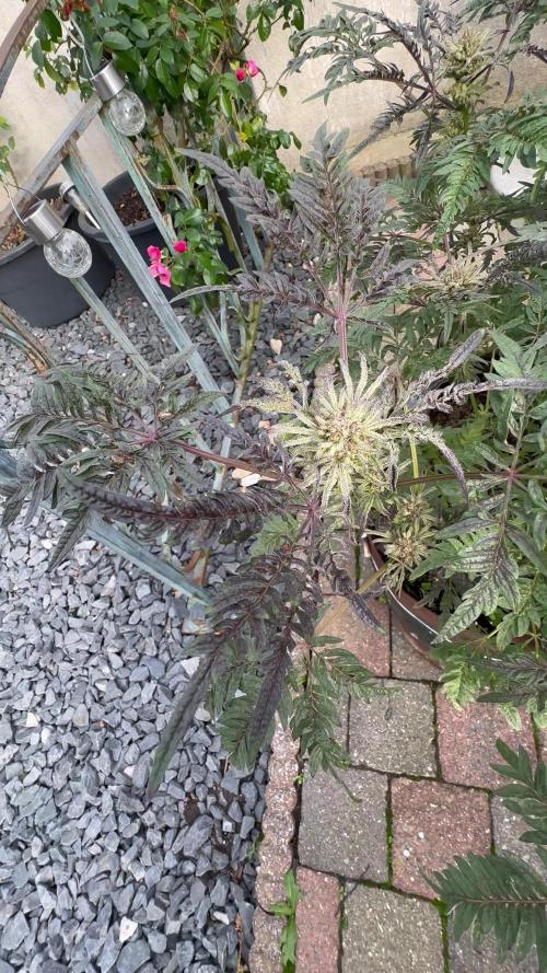 Crazy strain for outdoor | Top quality | Living soil