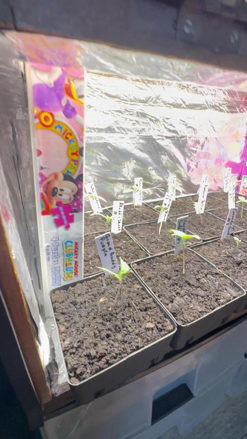 [Little Jungle] 12 Plant | Box 60x60x140 | 1 Pot Living Soil (70L)