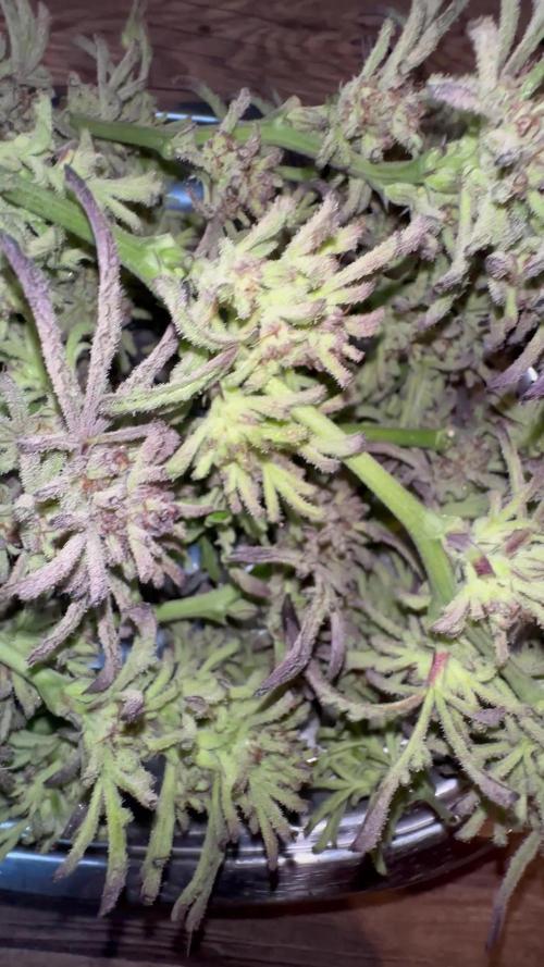 Crazy strain for outdoor | Top quality | Living soil
