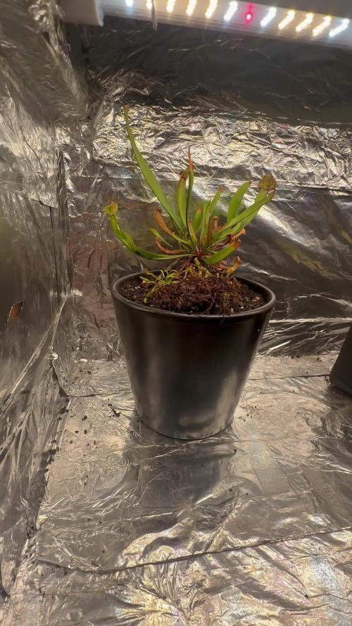 return to the vegetative stage after flowering for mother plant and other plant