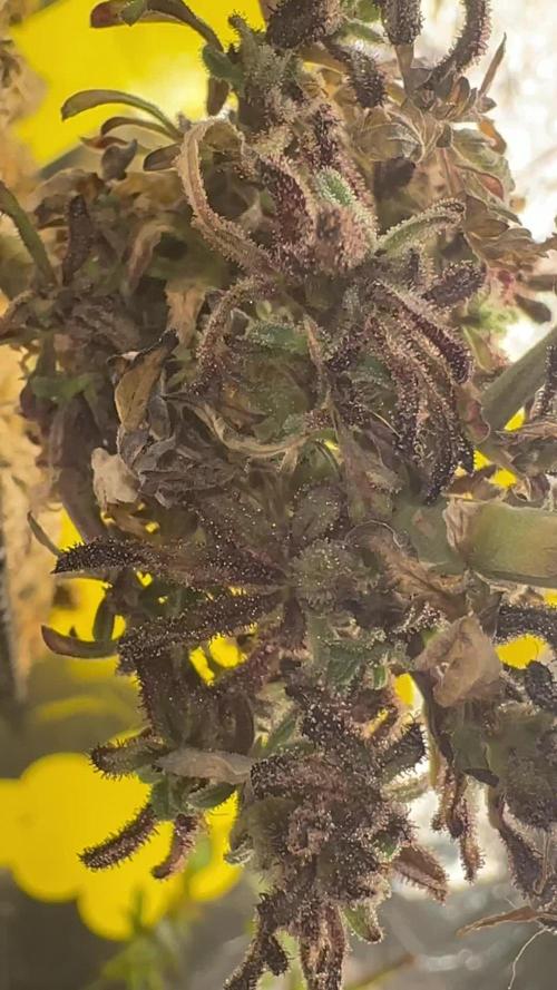 return to the vegetative stage after flowering for mother plant and other plant