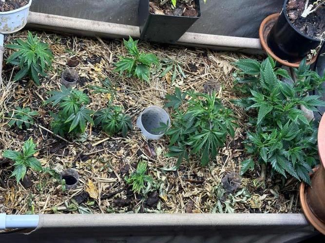 Mutation strain 🤭. Week 4