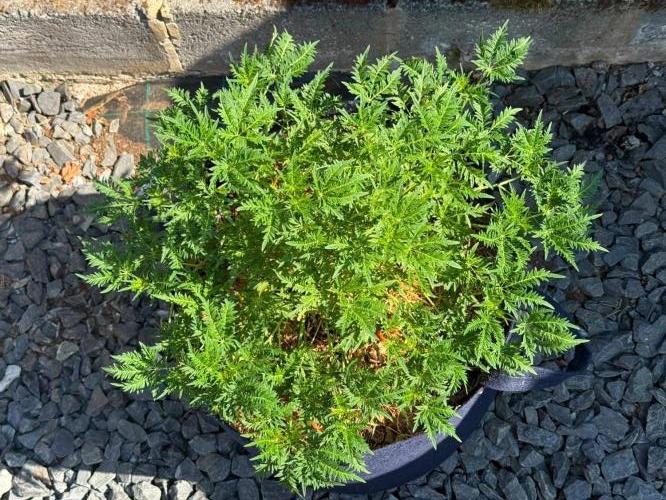 George became Bush (Outdoor Banger). Week 22
