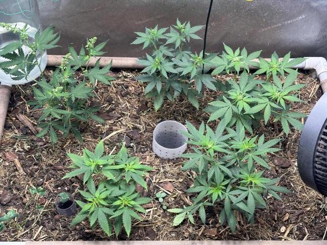 Homemade seed | Living Soil | Lazy grow. Week 7