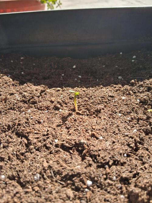 Moby-d auto. Week 0 - It took a little longer than expected to germinate, but it grew normally.