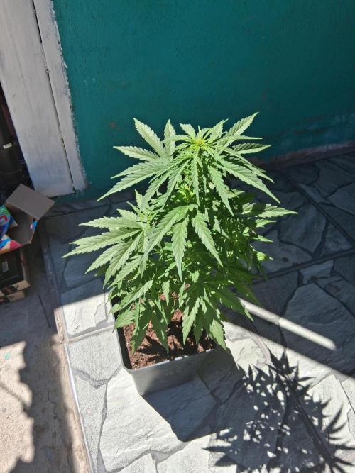 Moby-d auto. Week 12