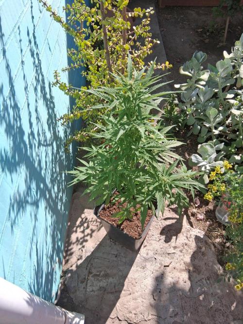 Moby-d auto. Week 12