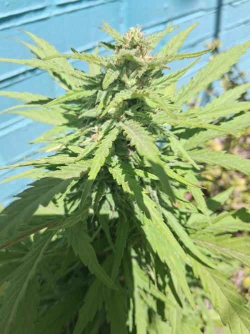 Moby-d auto. Week 12