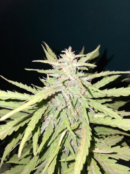 Moby-d auto. Week 12