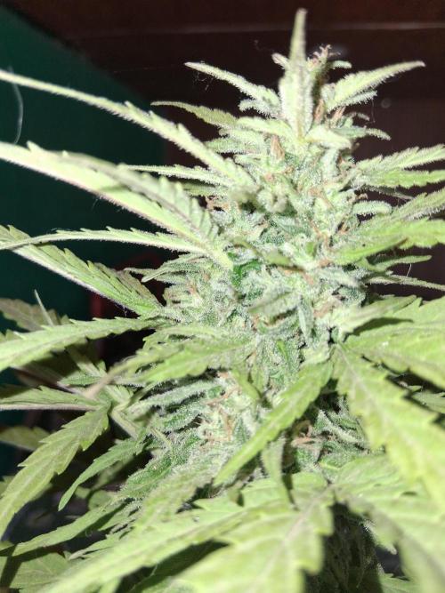 Moby-d auto. Week 14