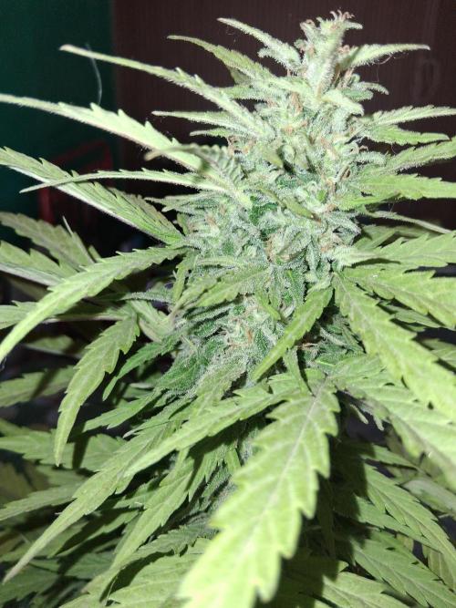 Moby-d auto. Week 14