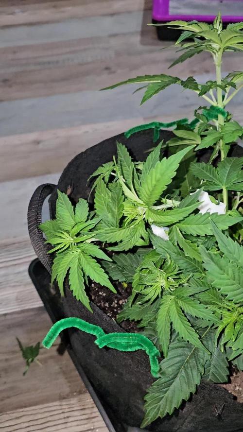 Night Queen Auto