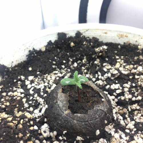 Autoblackberry kush. Week 1 - day 1