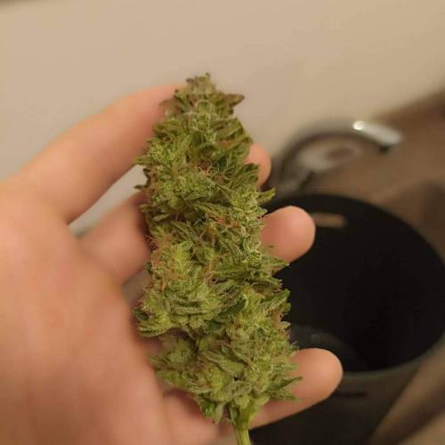 Blue Dream Autoflower. Week 11