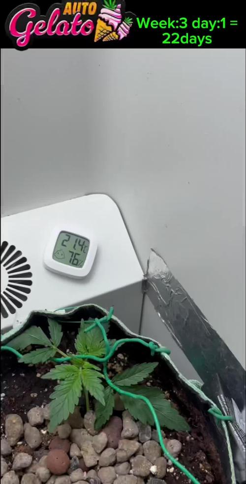 GELATO AUTO  IN HEYABBYSMART BOX