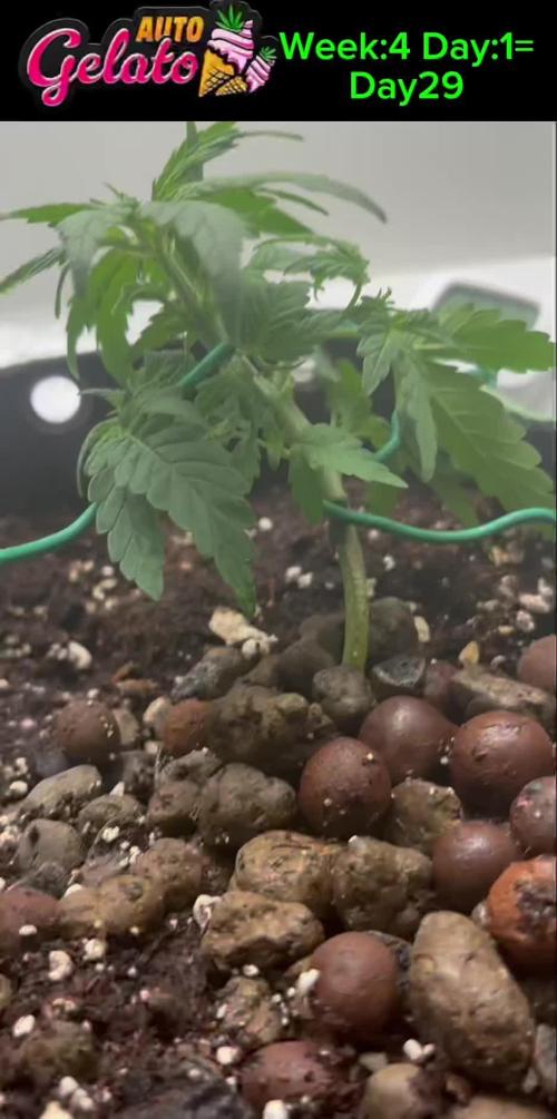 GELATO AUTO  IN HEYABBYSMART BOX