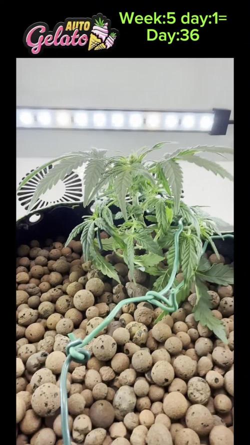 GELATO AUTO  IN HEYABBYSMART BOX