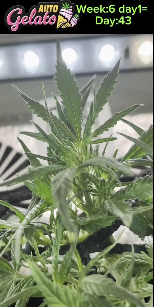 GELATO AUTO  IN HEYABBYSMART BOX