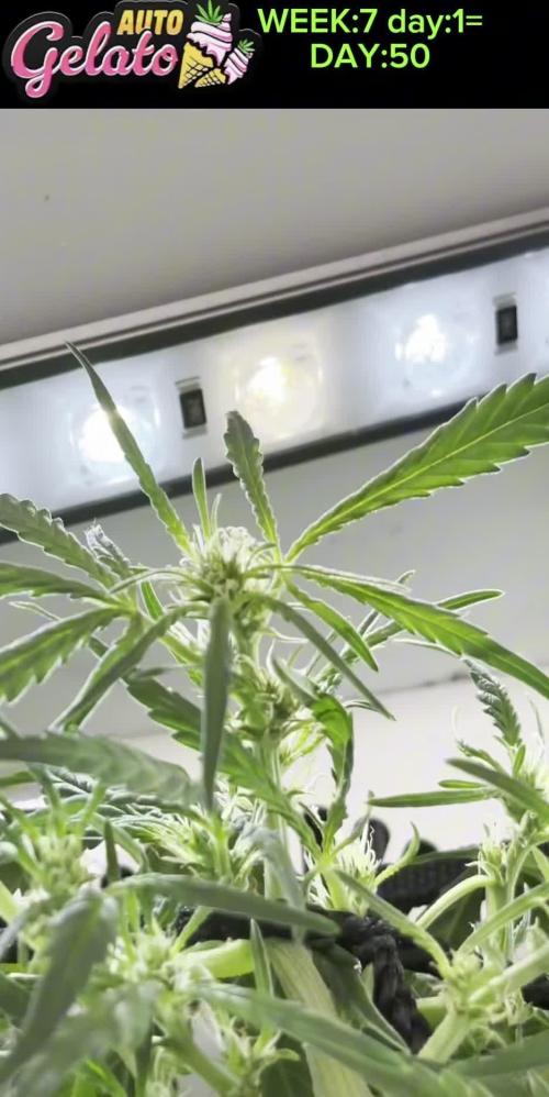 GELATO AUTO  IN HEYABBYSMART BOX