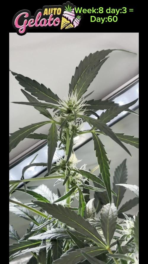 HEYABBY420pro (gelato auto soil mix)