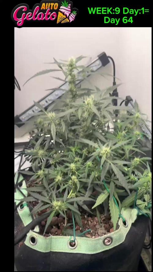 Heyabby420pro (gelato_auto fastbuds)soil