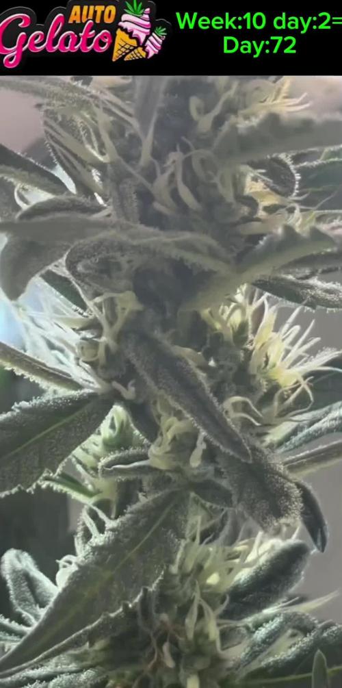 Heyabby420pro (gelato_auto fastbuds)soil