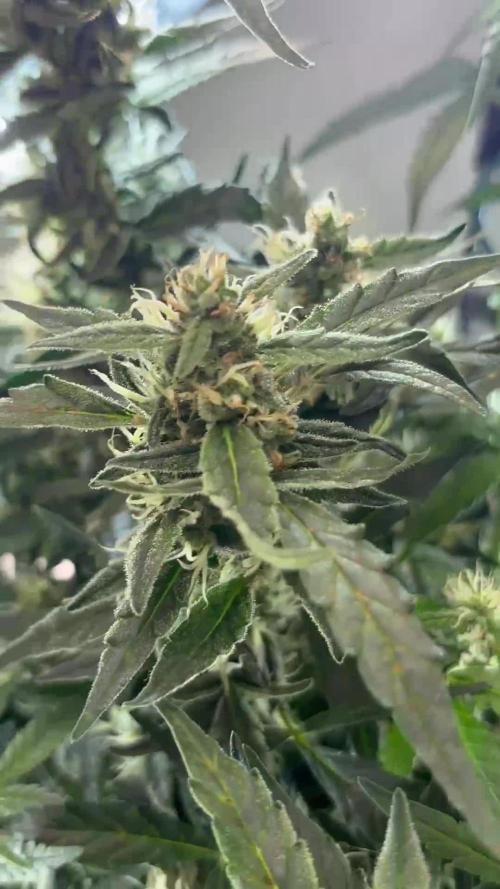 Heyabby420pro (gelato_auto fastbuds)soil