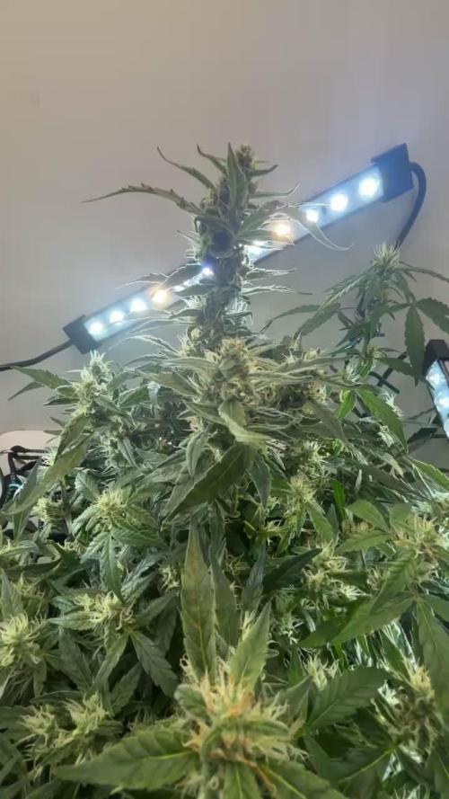 Heyabby420pro (gelato_auto fastbuds)soil