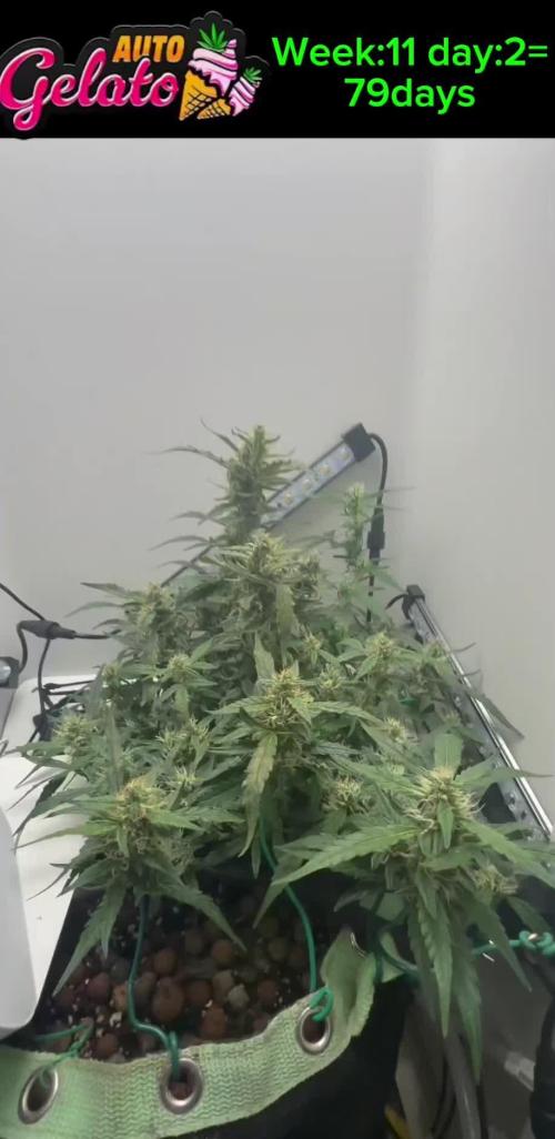 Heyabby420pro (gelato_auto fastbuds)soil