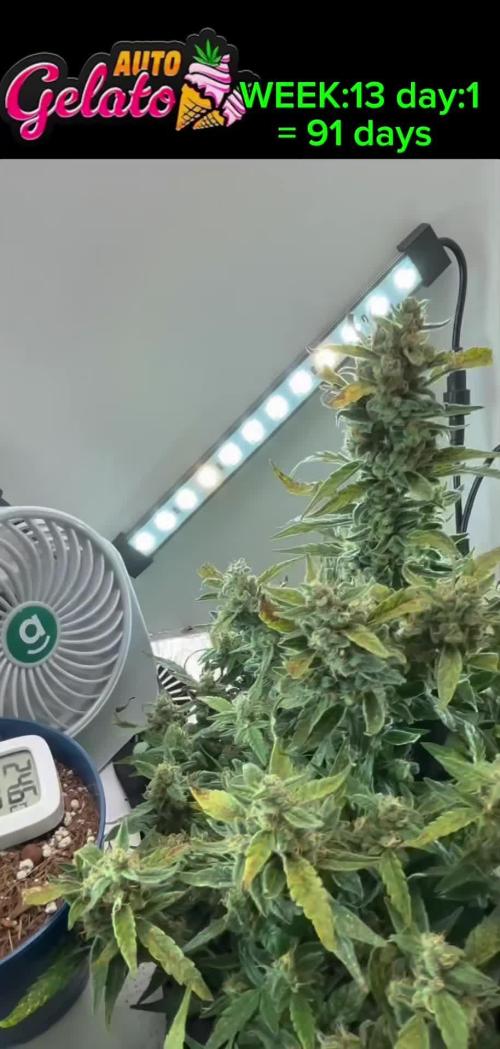 Heyabby420pro (gelato_auto fastbuds)soil