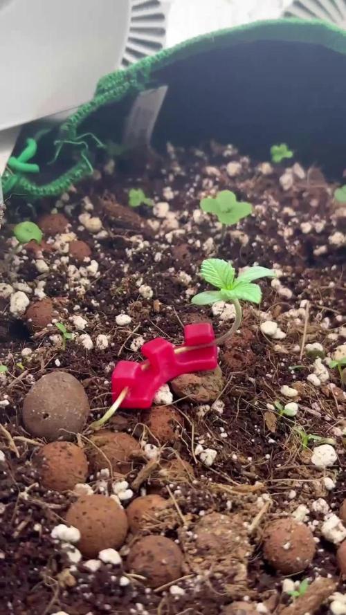 Mental rainbow F1 (HeyAbby420pro)