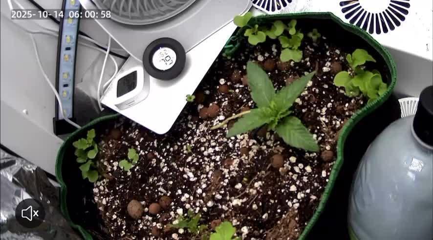 Mental rainbow F1 (HeyAbby420pro)