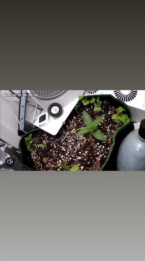 Mental rainbow F1 (HeyAbby420pro)