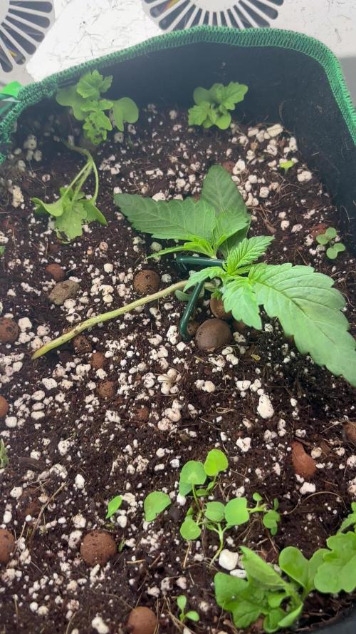 Mental rainbow F1 (HeyAbby420pro)