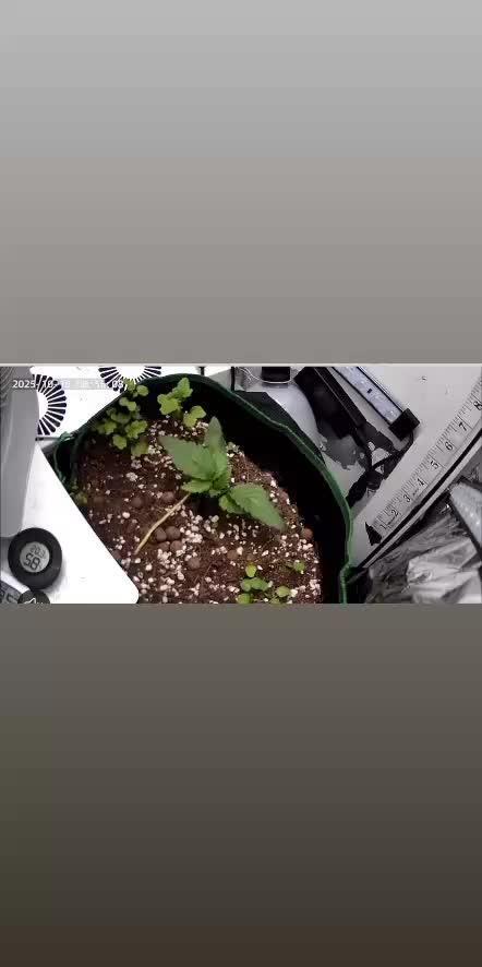 Mental rainbow F1 (HeyAbby420pro)