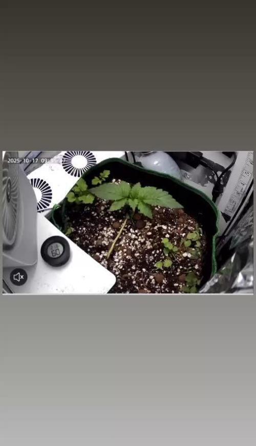 Mental rainbow F1 (HeyAbby420pro)