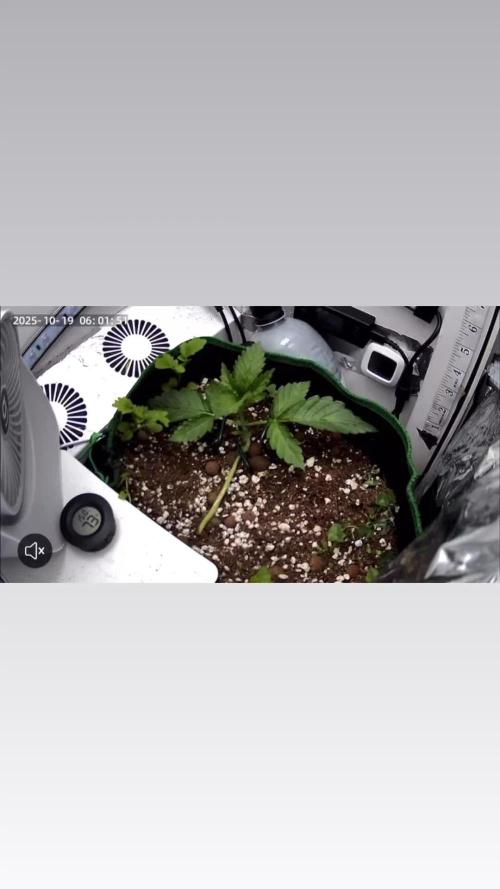 Mental rainbow F1 (HeyAbby420pro)