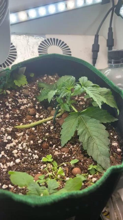 Mental rainbow F1 (HeyAbby420pro)