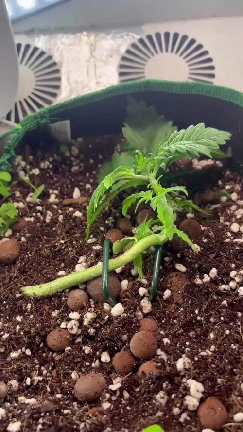 Mental rainbow F1 (HeyAbby420pro)