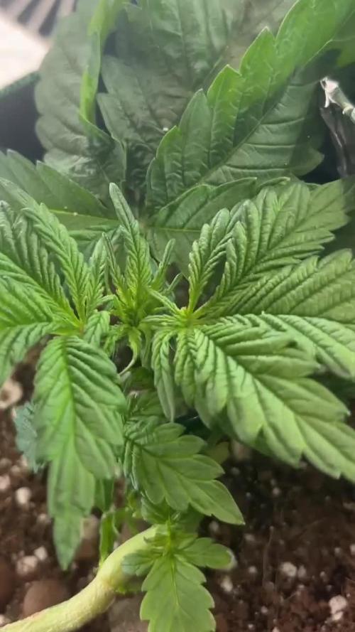 Mental rainbow F1 (HeyAbby420pro)