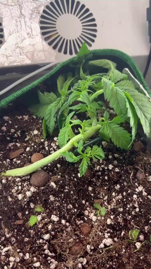 Mental rainbow F1 (HeyAbby420pro)