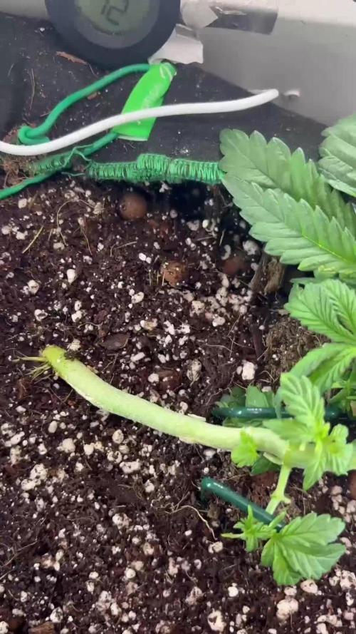 Mental rainbow F1 (HeyAbby420pro)