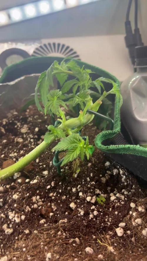 Mental rainbow F1 (HeyAbby420pro)