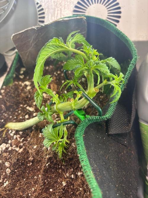 Mental rainbow F1 (HeyAbby420pro). Week 5 - Week:5 day:4
(4k photo)