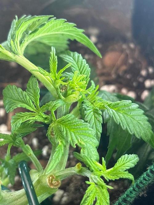 Mental rainbow F1 (HeyAbby420pro). Week 5 - Week:5 day:4
(4k photo)