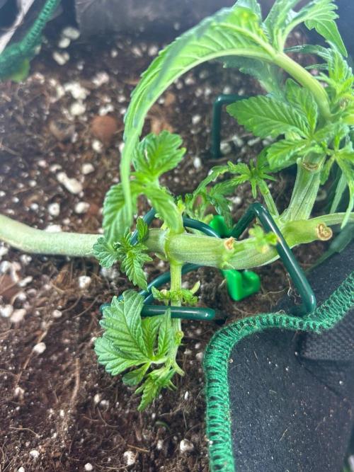 Mental rainbow F1 (HeyAbby420pro). Week 5 - Week:5 day:4
(4k photo)