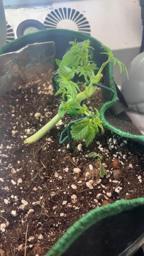 Mental rainbow F1 (HeyAbby420pro)