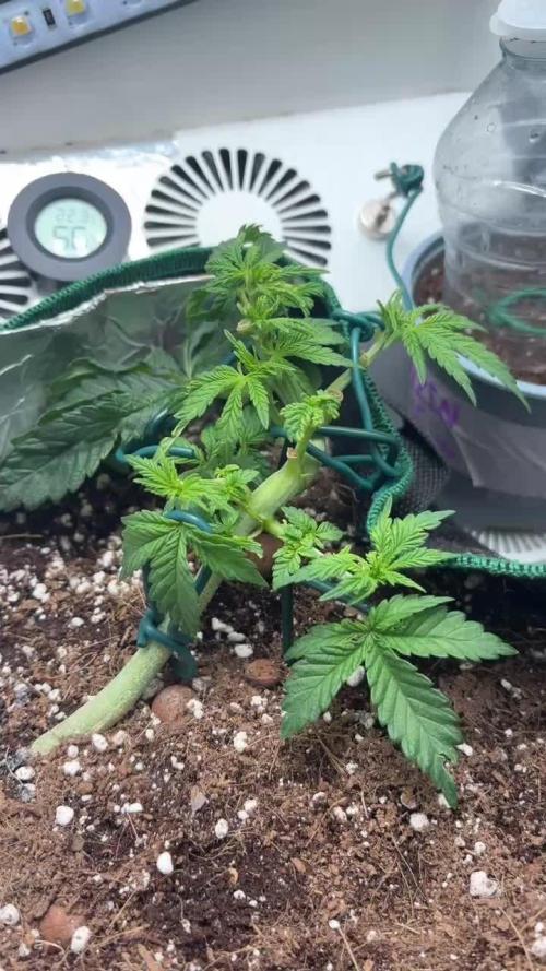 Mental rainbow F1 (HeyAbby420pro)