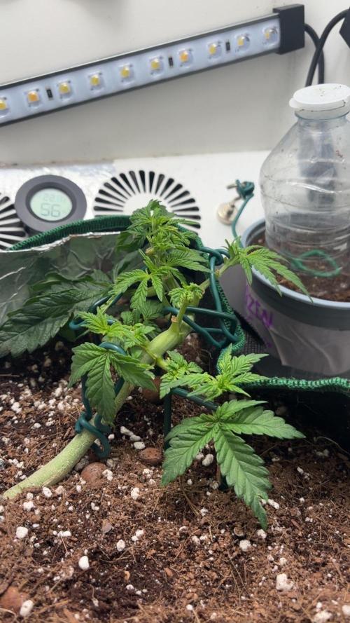 Mental rainbow F1 (HeyAbby420pro). Week 5 - Week:5 day:7
(4k photo)